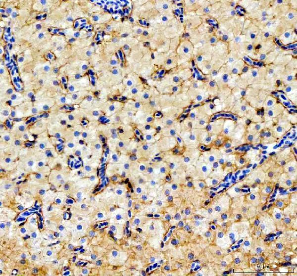 IHC analysis of OSTF1 using anti-OSTF1 antibody (AZQ6TGW5)