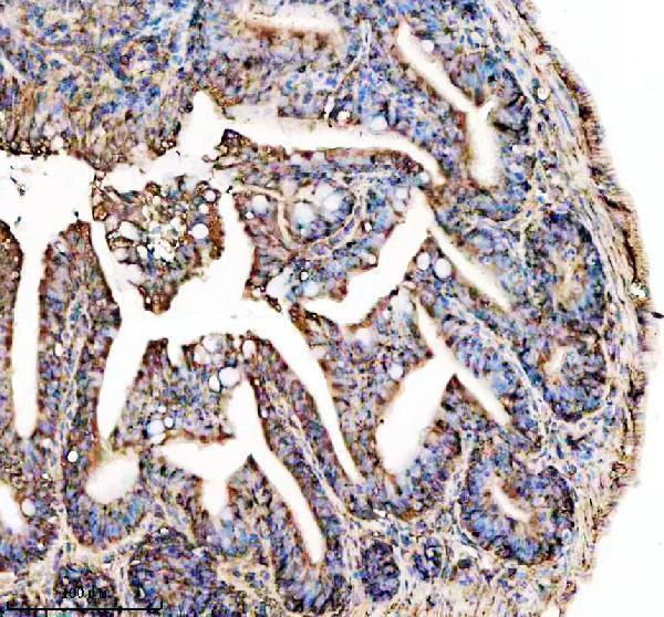 azq6tgw5 ostf1 primary antibodies ihc testing 3