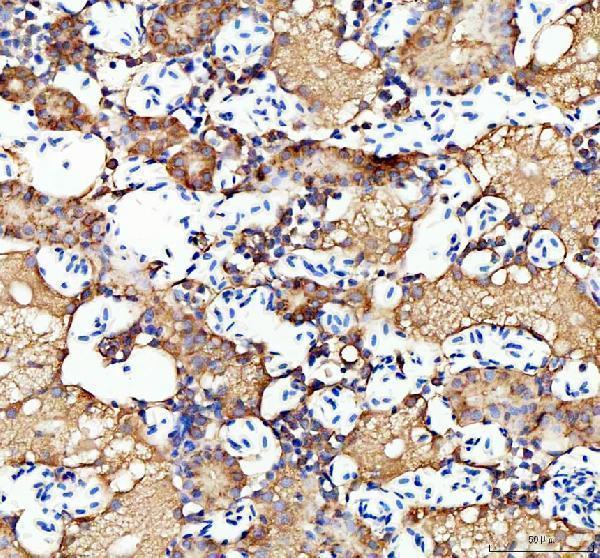 azq6tgw5 ostf1 primary antibodies ihc testing 4