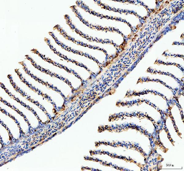 azq6tgw5 ostf1 primary antibodies ihc testing 5