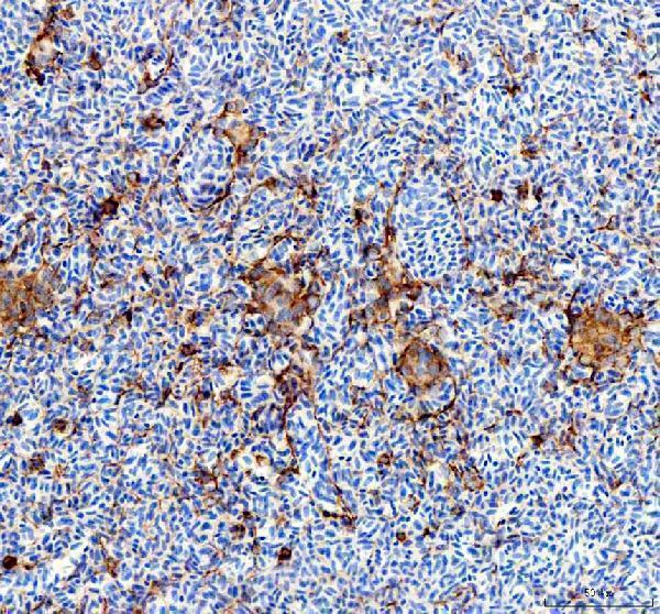 azq6tgw5 ostf1 primary antibodies ihc testing 6