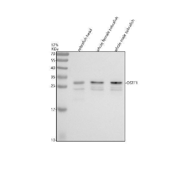 Western blot analysis of OSTF1 using anti-OSTF1 antibody (AZQ6TGW5)