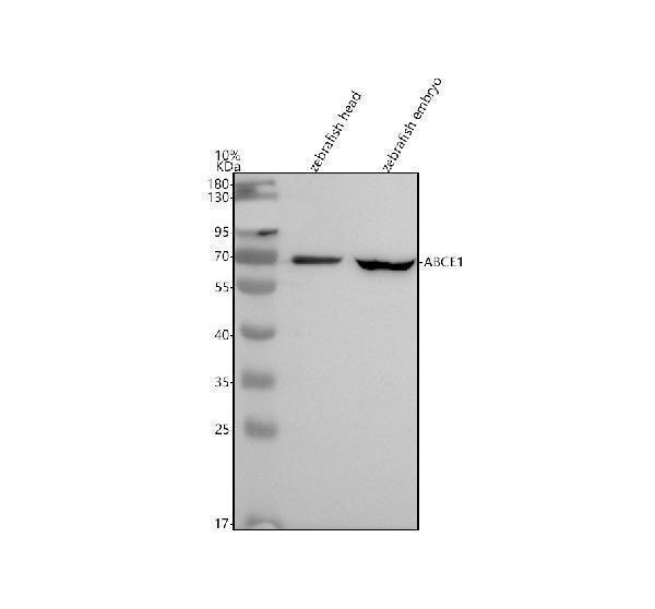 azq6tnw3 1 abce1 primary antibodies wb testing 1