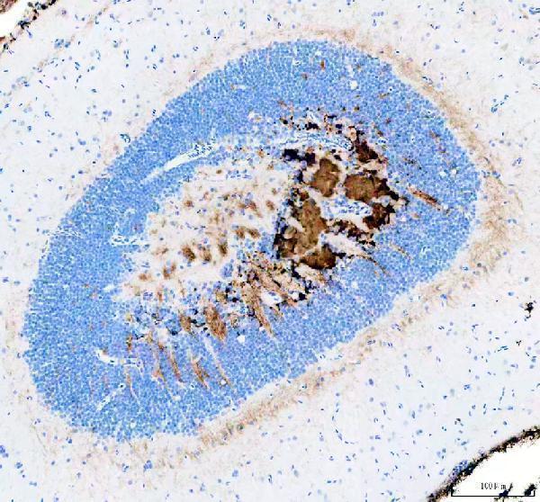  IHC analysis of Zebrafish ABCE1 using anti-Zebrafish ABCE1 antibody (AZQ6TNW3)