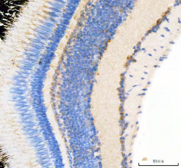  IHC analysis of Zebrafish ABCE1 using anti-Zebrafish ABCE1 antibody (AZQ6TNW3)