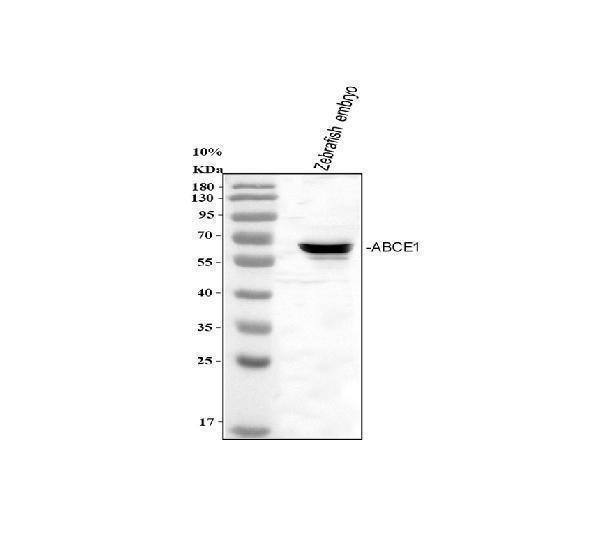  Western blot analysis of Zebrafish ABCE1 using anti-Zebrafish ABCE1 antibody (AZQ6TNW3)