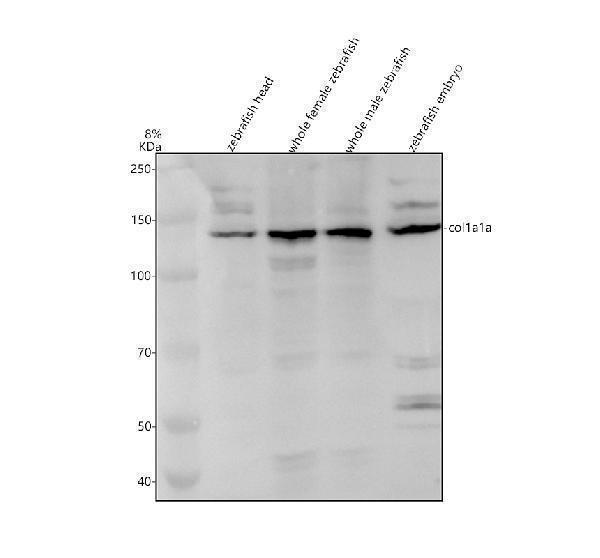 azq6u1j5 col1a1a primary antibodies wb testing 1