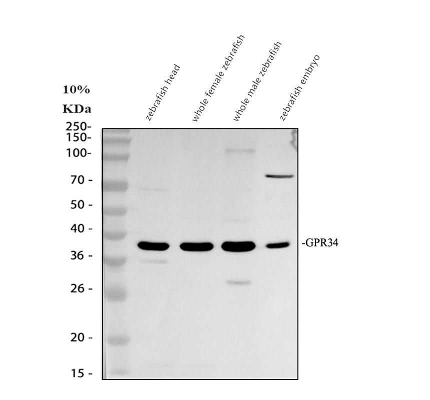 azq6xcc7 gpr34a primary antibodies wb testing 1
