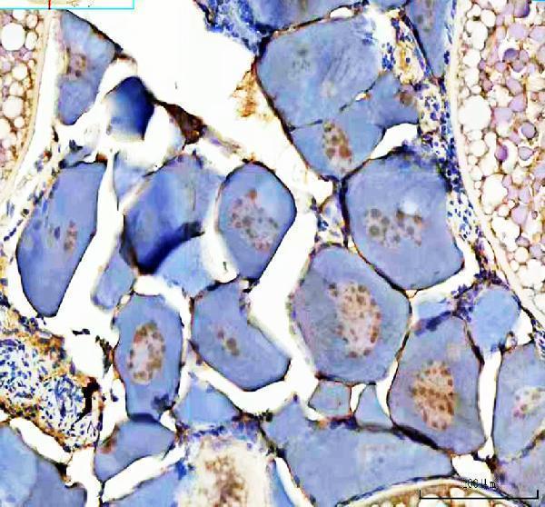  IHC analysis of Zebrafish DMRT1 using anti-Zebrafish DMRT1 antibody (AZQ71MM5)