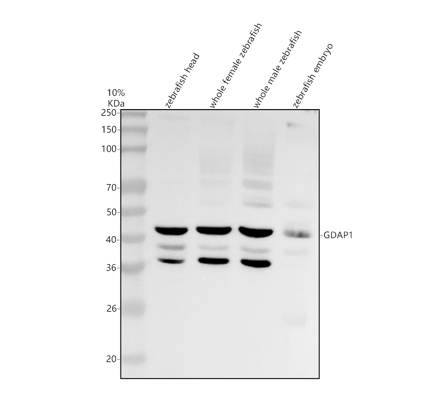 azq78an2 gdap1 primary antibodies wb testing 1