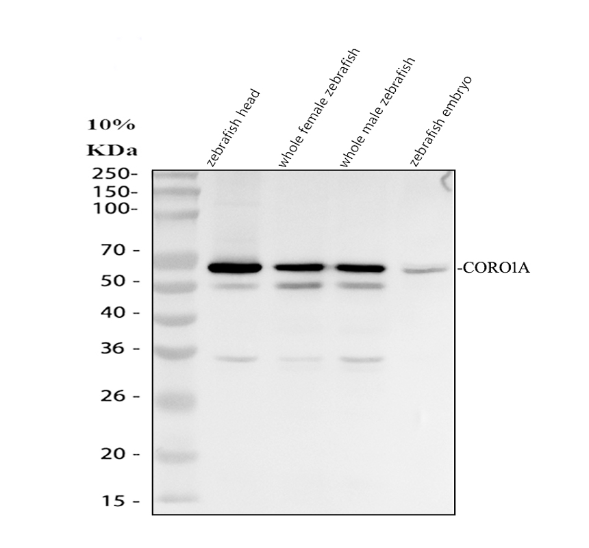 azq7sx58 coro1a primary antibodies wb testing 1