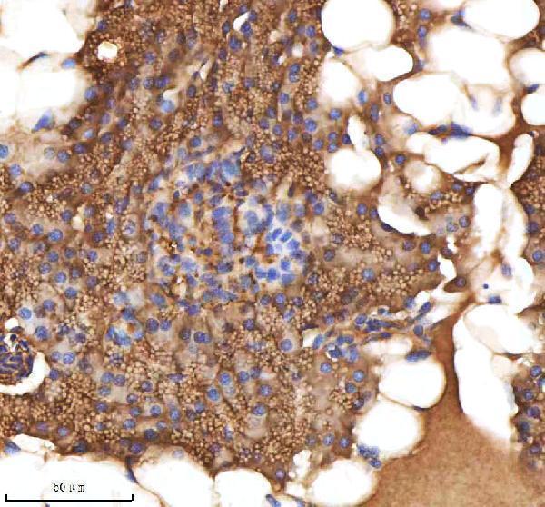  IHC analysis of MPEG1 using anti-MPEG1 antibody (AZQ7SXE0)