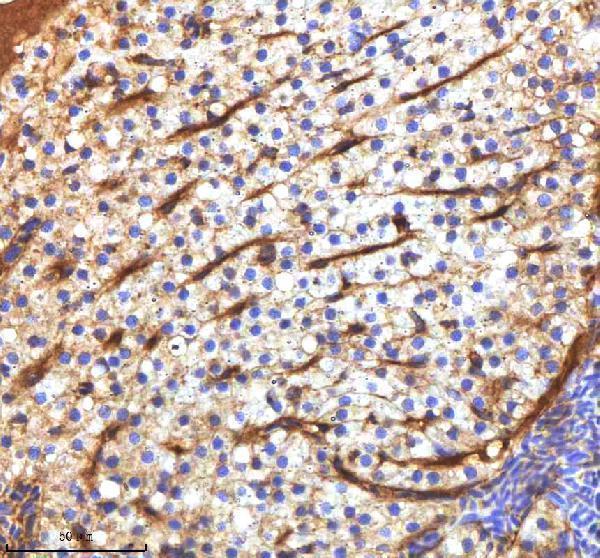 azq7sxe0 mpeg1 primary antibodies ihc testing 4