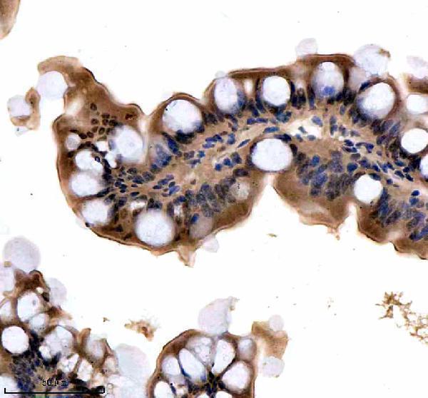 azq7sxp4 srsf1a b primary antibodies ihc testing 2
