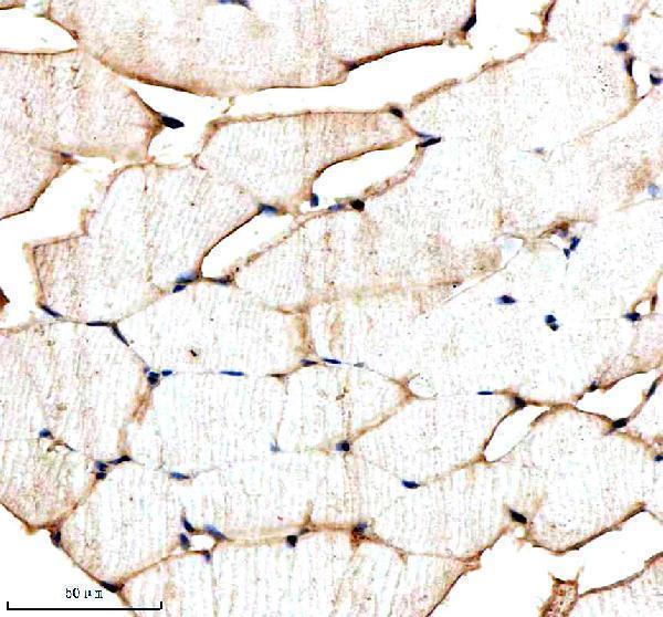 azq7sxp4 srsf1a b primary antibodies ihc testing 6