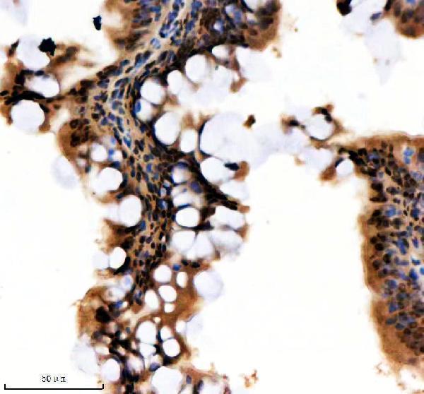 azq7sxq3 hnrnpa1a b primary antibodies ihc testing 2