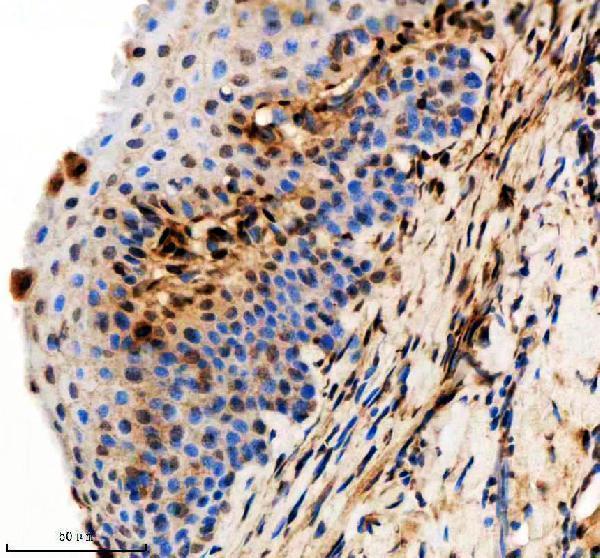 azq7sxq3 hnrnpa1a b primary antibodies ihc testing 3