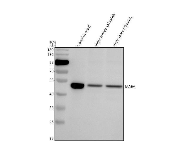  Western blot analysis of MAEA using anti-MAEA antibody (AZQ7SXR3)