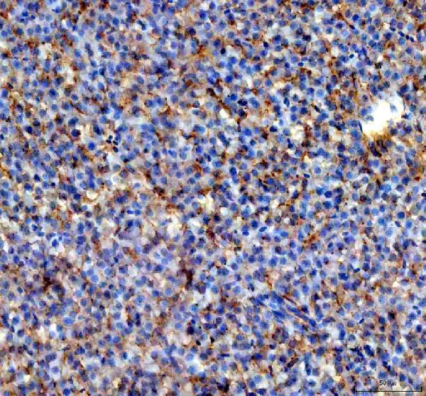 azq7sxu3 aldh2 1 2 2 primary antibodies ihc testing 1