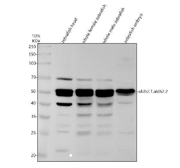azq7sxu3 aldh2 1 2 2 primary antibodies wb testing 1