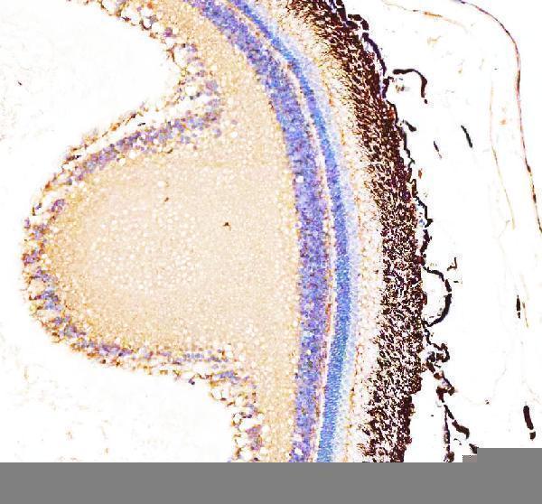 azq7sxw6 actr2 primary antibodies ihc testing 4