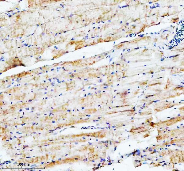 azq7sxw6 actr2 primary antibodies ihc testing 5