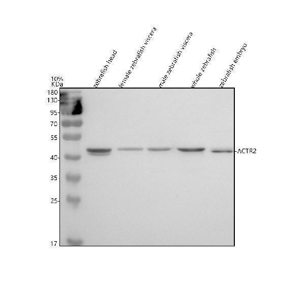  Western blot analysis of ARP2/ACTR2 using anti-ARP2/ACTR2 antibody (AZQ7SXW6)