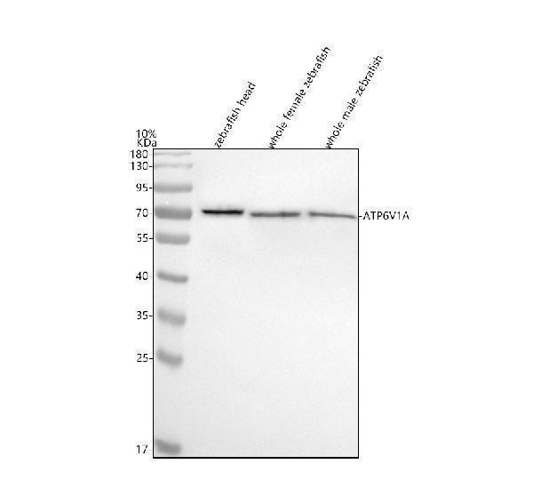  Western blot analysis of ATP6V1A using anti-ATP6V1A antibody (AZQ7SY46)
