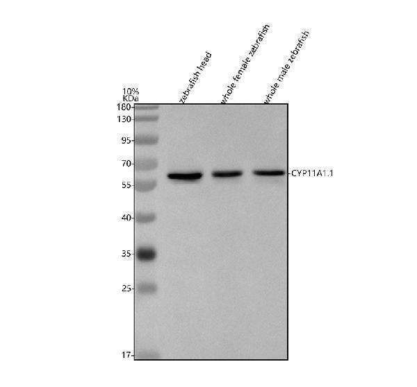 azq7syj6 cyp11a1 1 primary antibodies wb testing 1