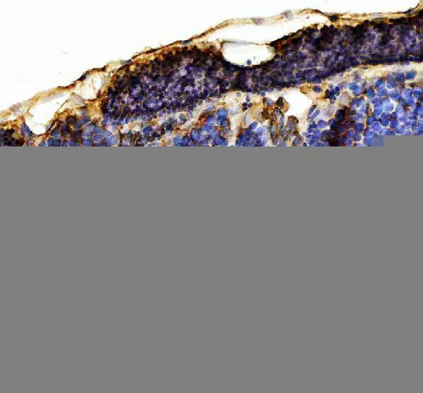 azq7szd3 hspa5 primary antibodies ihc testing 4
