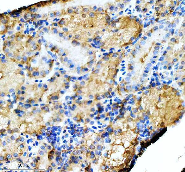 azq7szd3 hspa5 primary antibodies ihc testing 7
