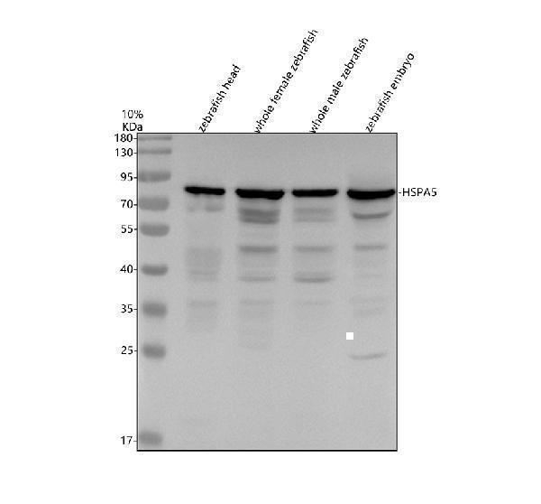 Western blot analysis of HSPA5 using anti-HSPA5 antibody (AZQ7SZD3)