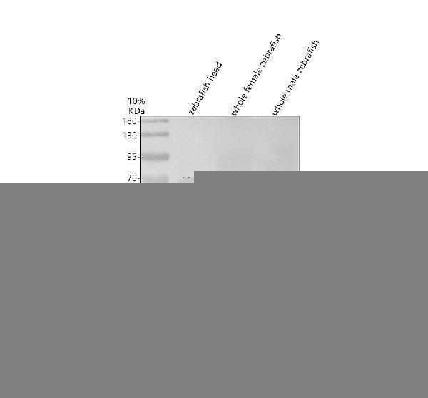 azq7t1h5 dnd primary antibodies wb testing 1