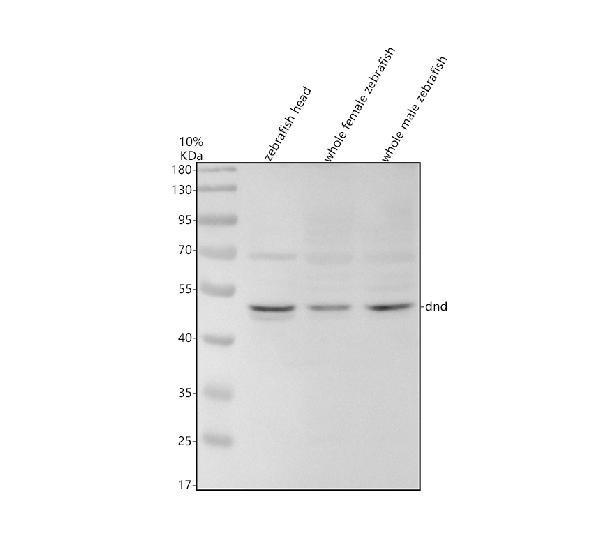 azq7t1h5 dnd primary antibodies wb testing 1_1