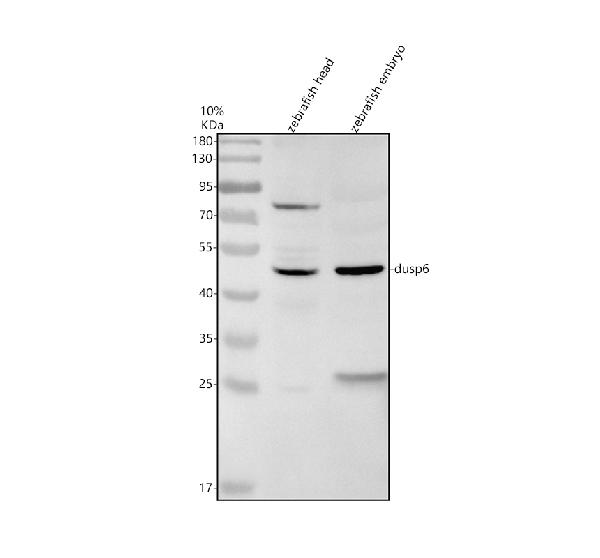Western blot analysis of DUSP6 using anti-DUSP6 antibody (AZQ7T2L8)