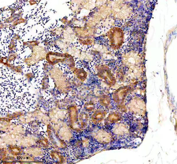 azq7t2p7 glula b primary antibodies ihc testing 2