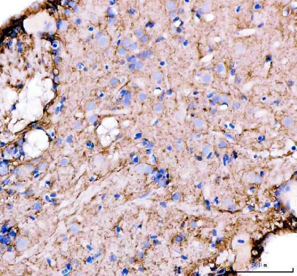 azq7t2p7 glula b primary antibodies ihc testing 3