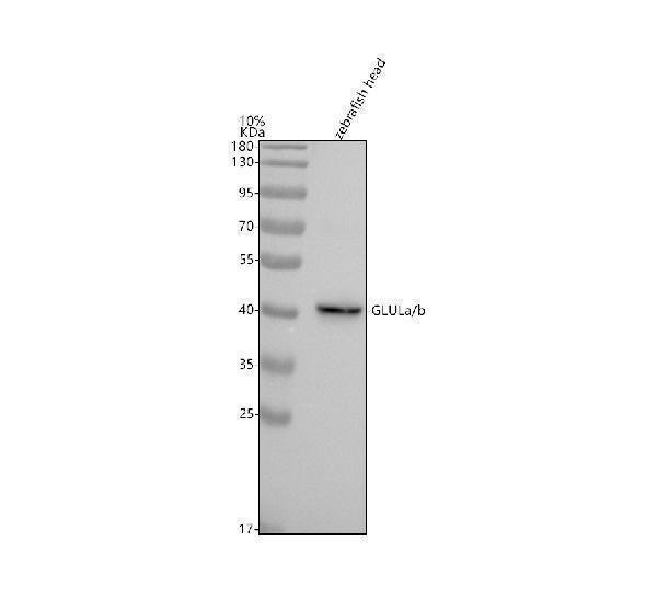 azq7t2p7 glula b primary antibodies wb testing 1