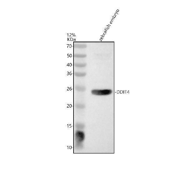 azq7t346 ddit4 primary antibodies wb testing 1