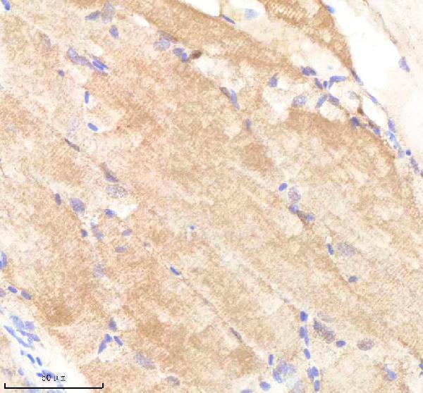 azq7t394 pafah1b1a b primary antibodies ihc testing 4