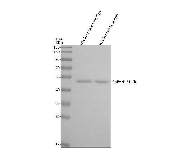 azq7t394 pafah1b1a b primary antibodies wb testing 1