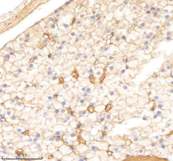 azq7t3b1 psmc2 primary antibodies ihc testing 3