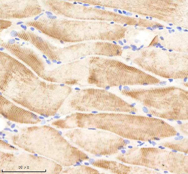 azq7t3b1 psmc2 primary antibodies ihc testing 4
