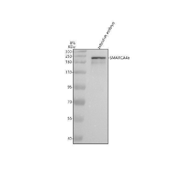 azq7zsy3 smarca4a primary antibodies wb testing 1