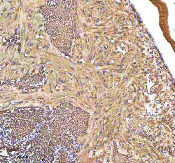 azq7zt21 hbae1 1 primary antibodies ihc testing 2