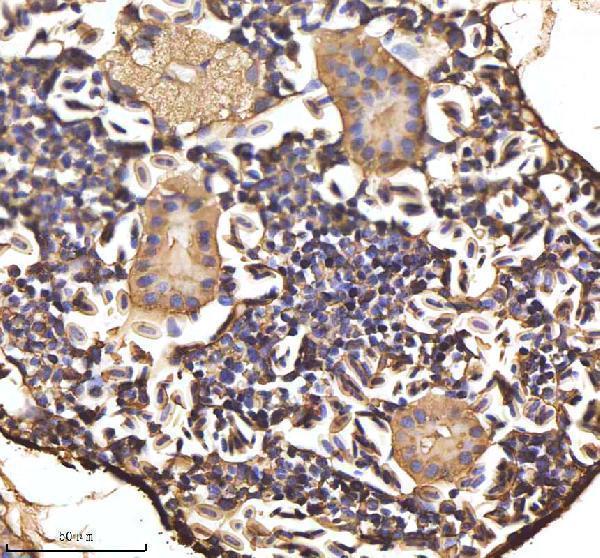 azq7zt21 hbae1 1 primary antibodies ihc testing 3
