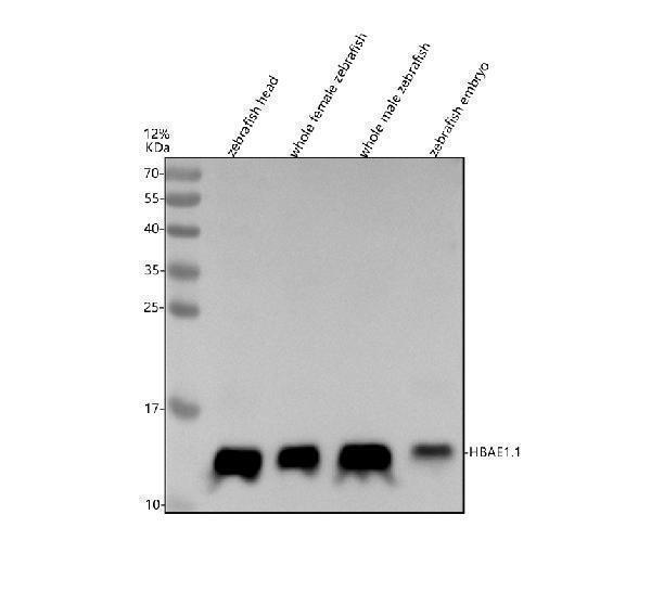 azq7zt21 hbae1 1 primary antibodies wb testing 1