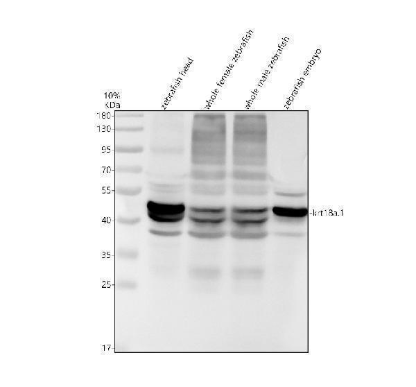 Western blot analysis of KRT18 using anti-KRT18 antibody (AZQ7ZTS4)