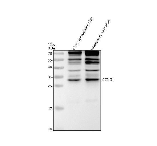 Western blot analysis of CCNG1 using anti-CCNG1 antibody (AZQ7ZTX1)