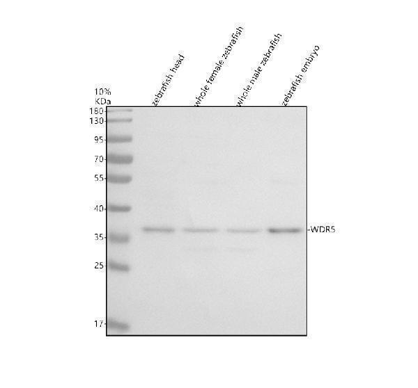 Western blot analysis of WDR5 using anti-WDR5 antibody (AZQ7ZTX2)